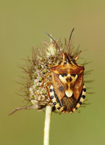 Réf. 216 290 : Codophila varia